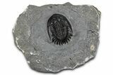 Mrakibina Trilobite - Mrakib, Morocco #352619-3